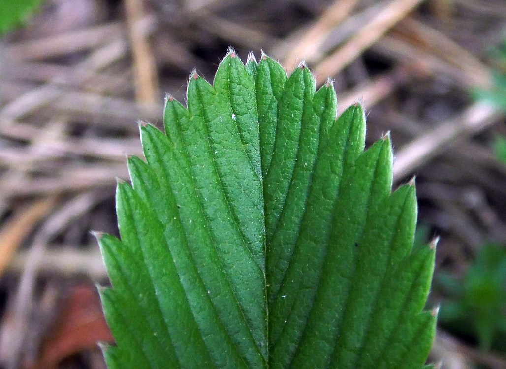 Image of Fragaria viridis specimen.
