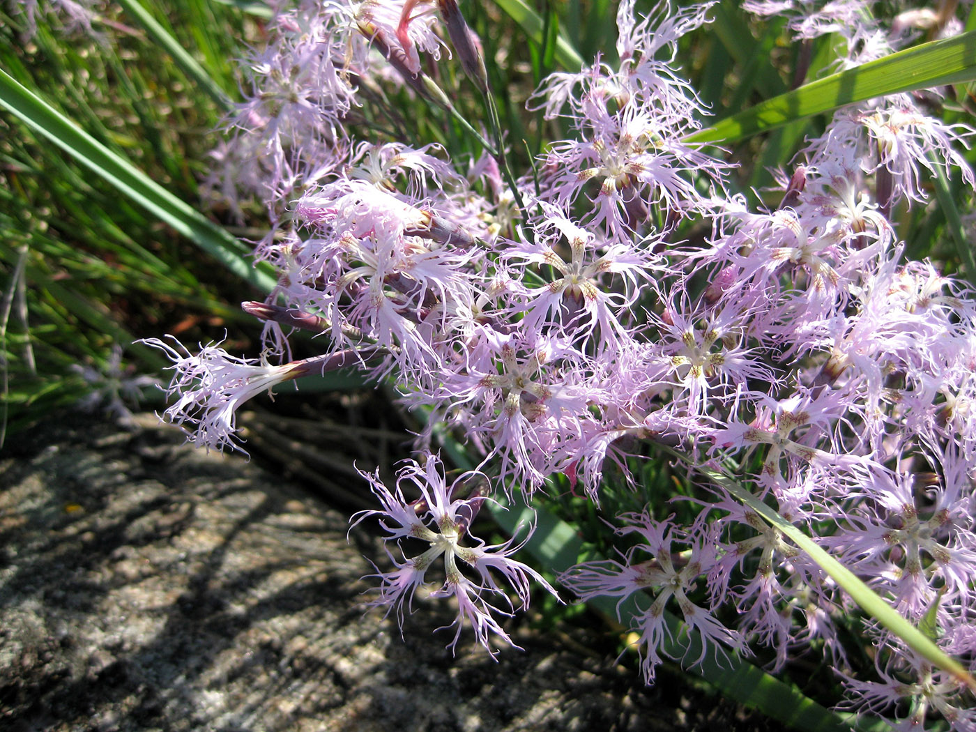 Изображение особи Dianthus superbus.