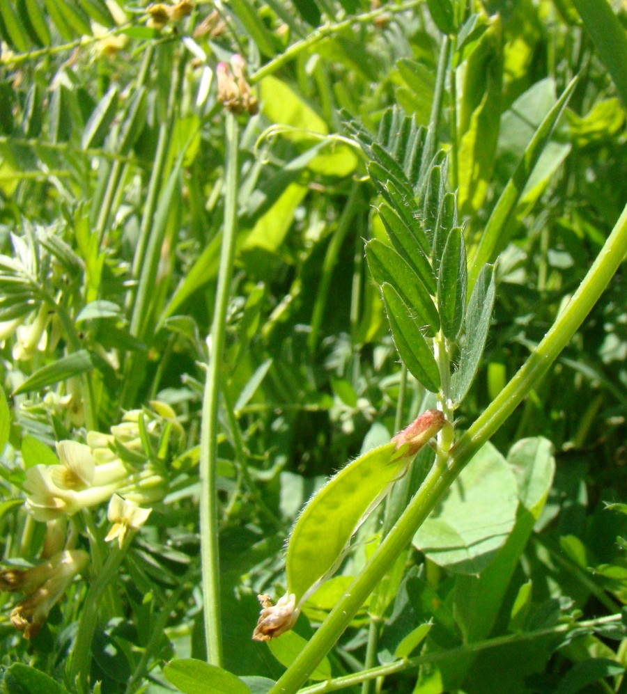 Image of Vicia ciliatula specimen.