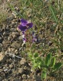 Salvia viridis