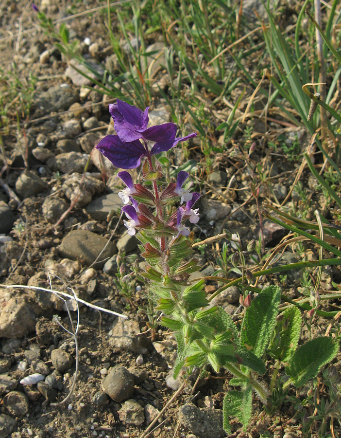 Image of Salvia viridis specimen.