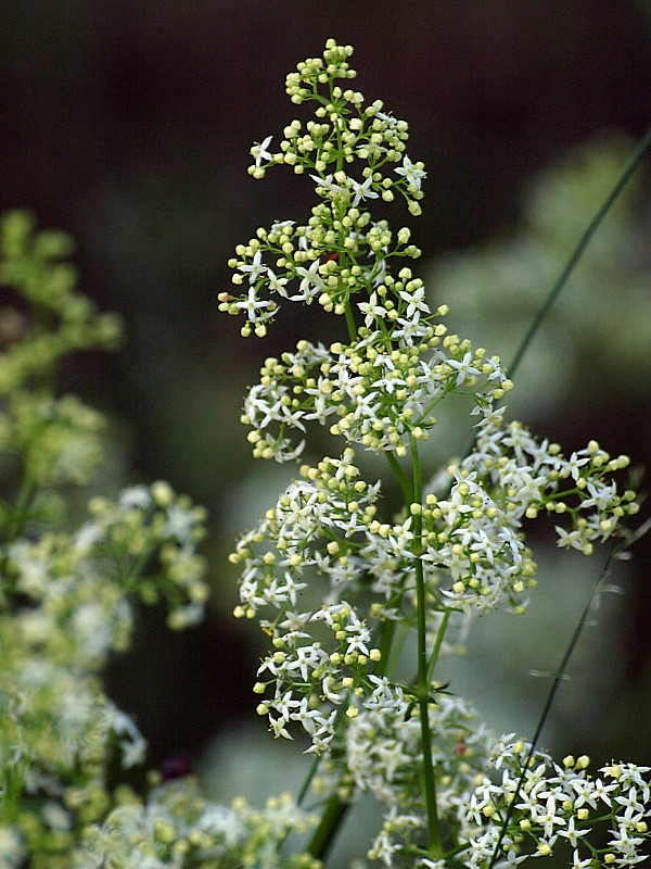 Изображение особи Galium album.