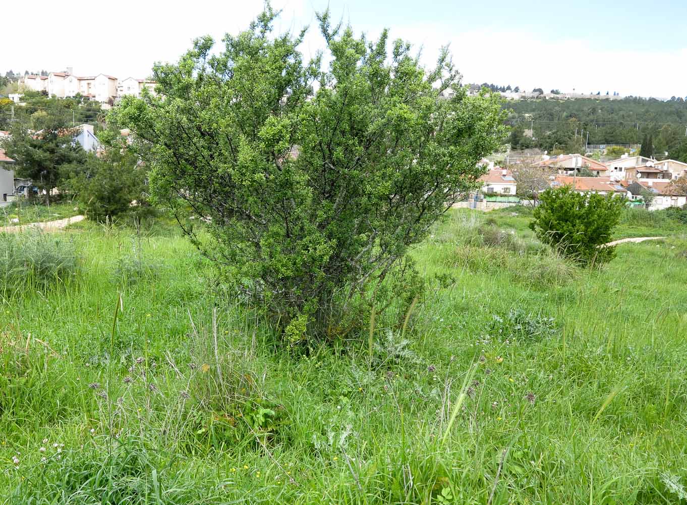Изображение особи Rhamnus lycioides.