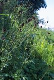 Sanguisorba officinalis. Верхушки цветущих растений. Самарская обл., Ставропольский р-н, правый берег Волги ниже плотины Жигулёвской (Куйбышевской) ГЭС. 18.07.2006.