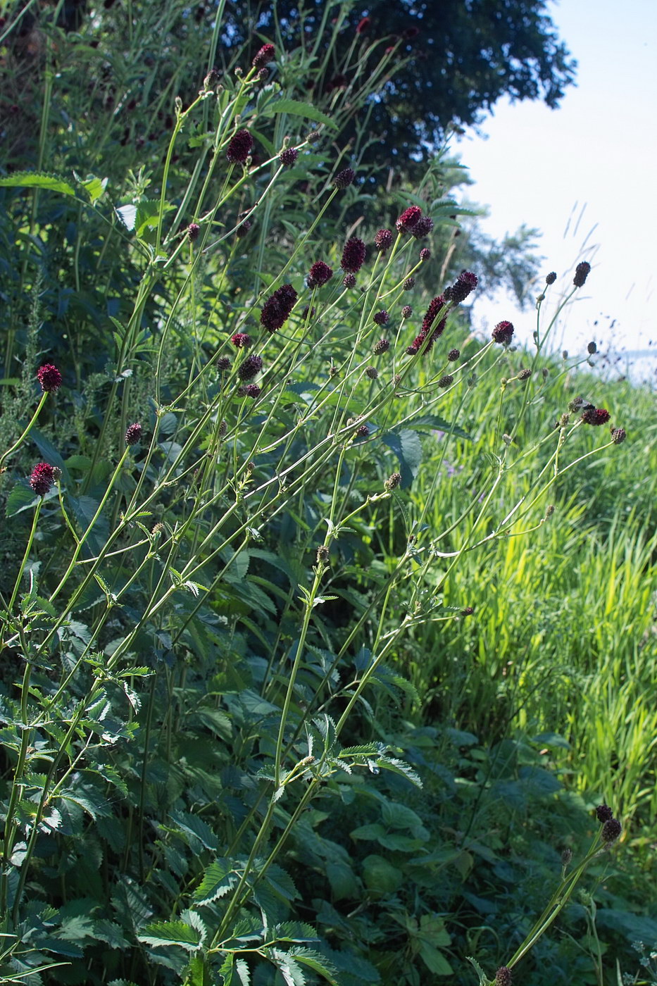 Image of Sanguisorba officinalis specimen.