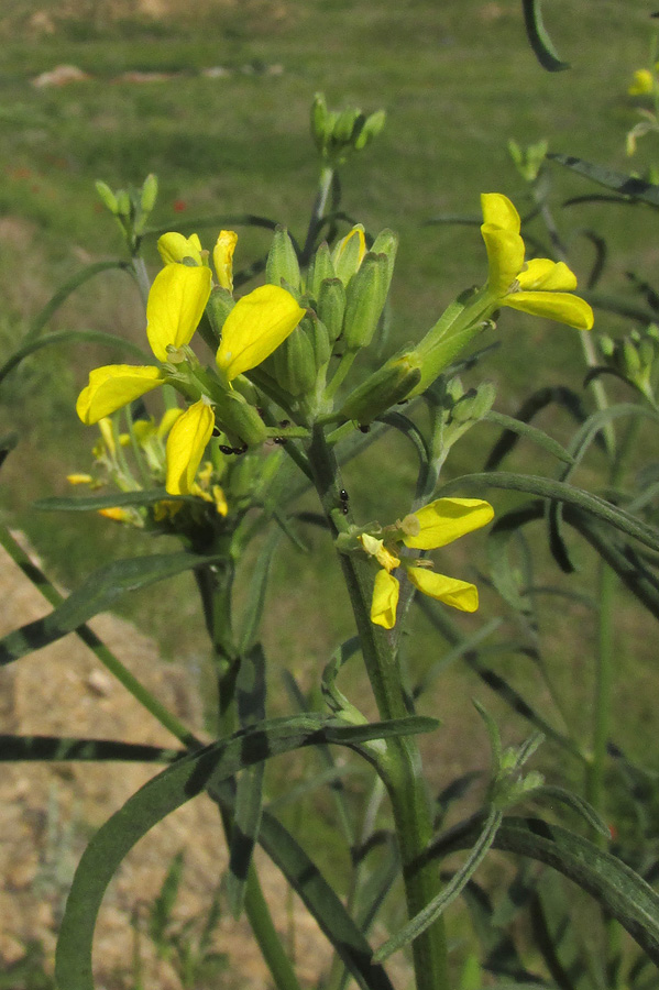 Изображение особи Erysimum canescens.