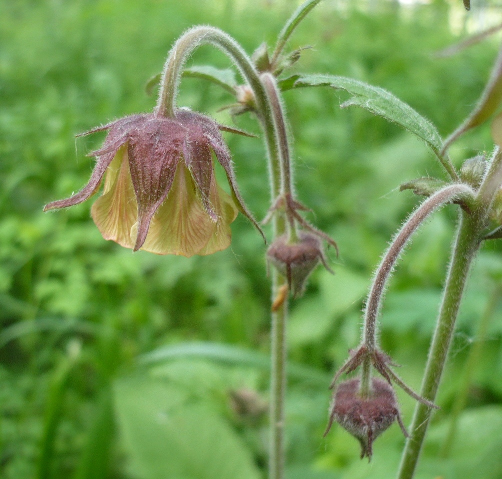 Изображение особи Geum rivale.