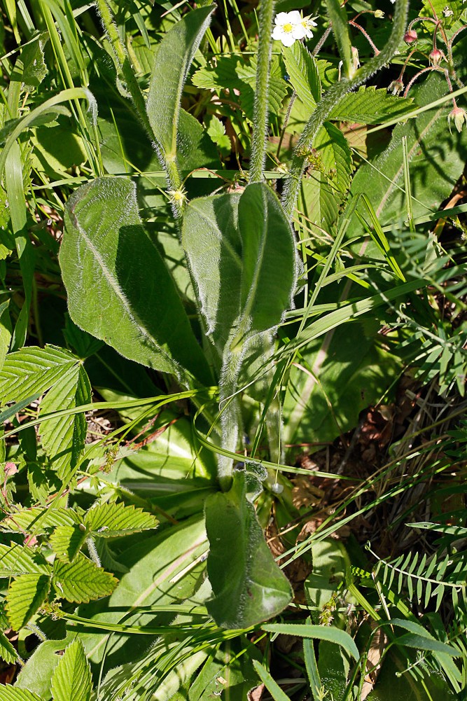 Изображение особи Trommsdorffia maculata.