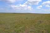 Papaver arenarium