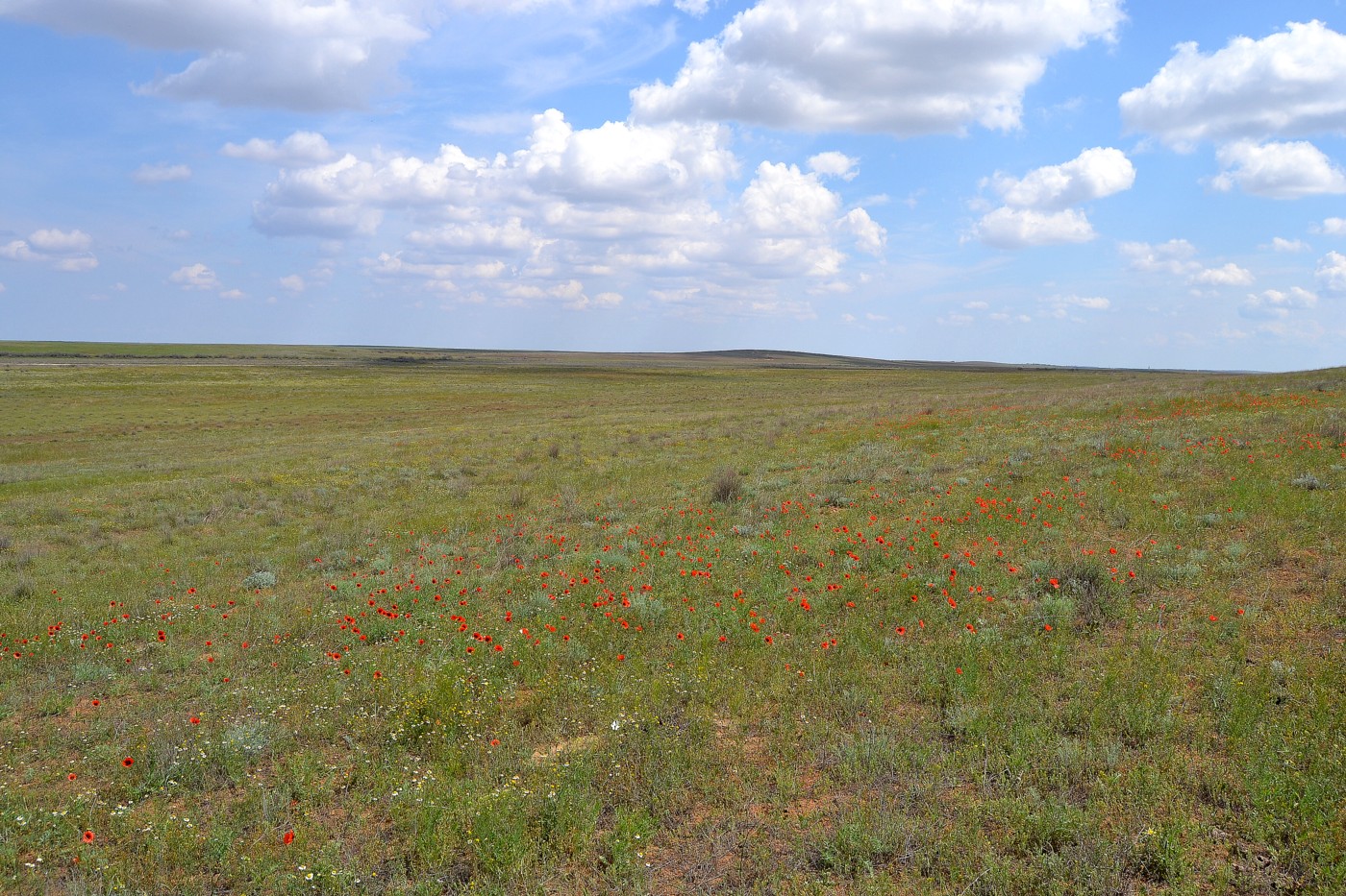 Image of Papaver arenarium specimen.