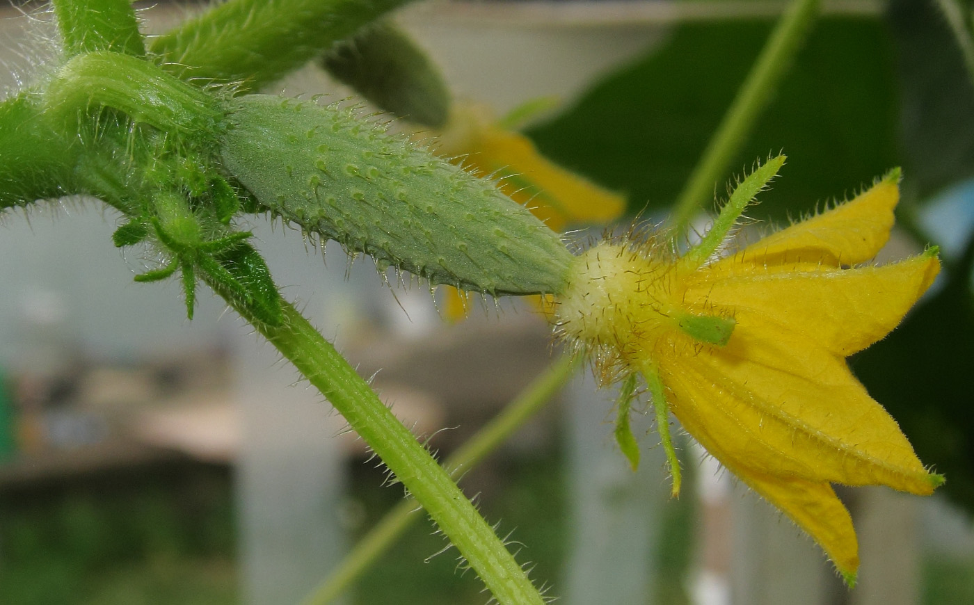 Image of Cucumis sativus specimen.