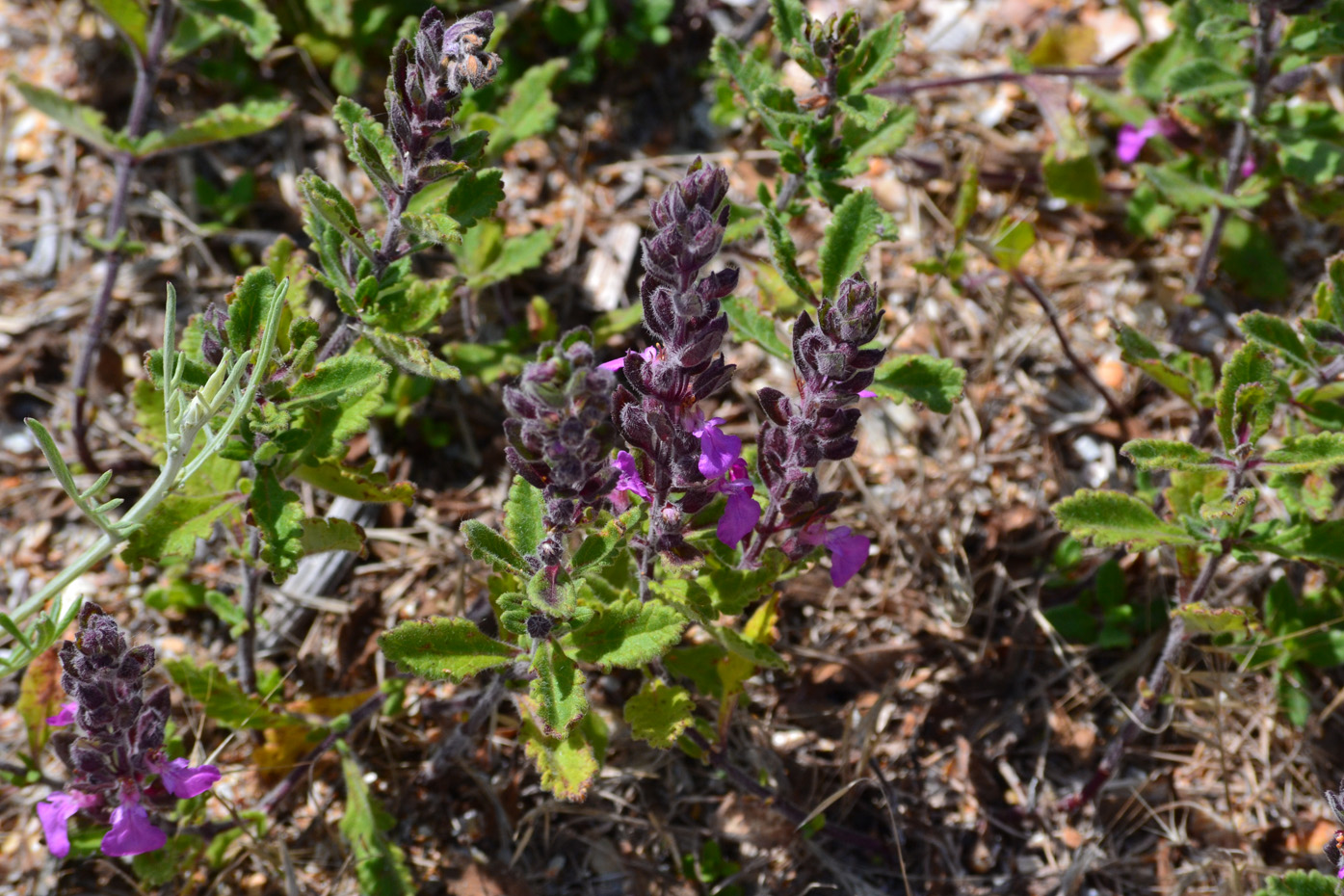 Изображение особи Teucrium chamaedrys.