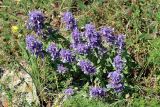 genus Nepeta
