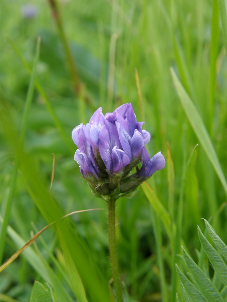 Изображение особи Oxytropis kusnetzovii.