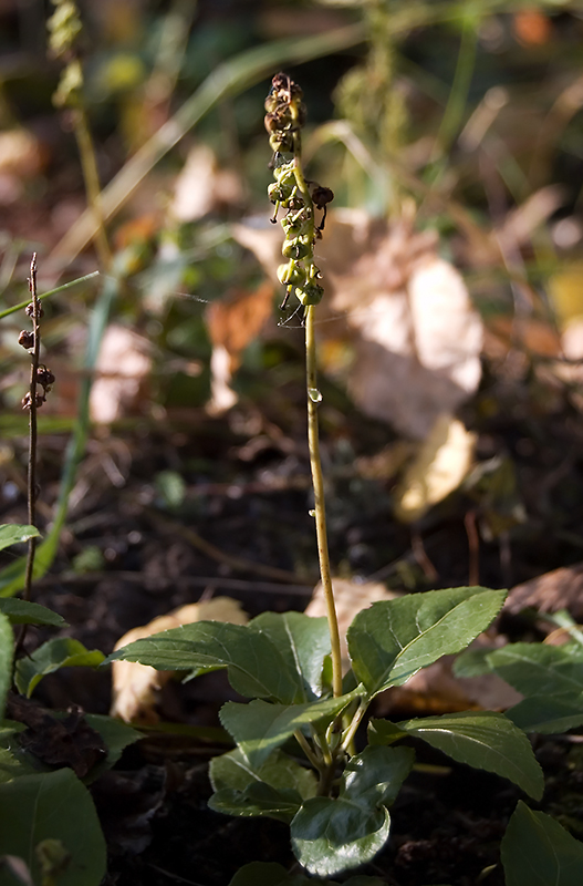 Изображение особи Orthilia secunda.