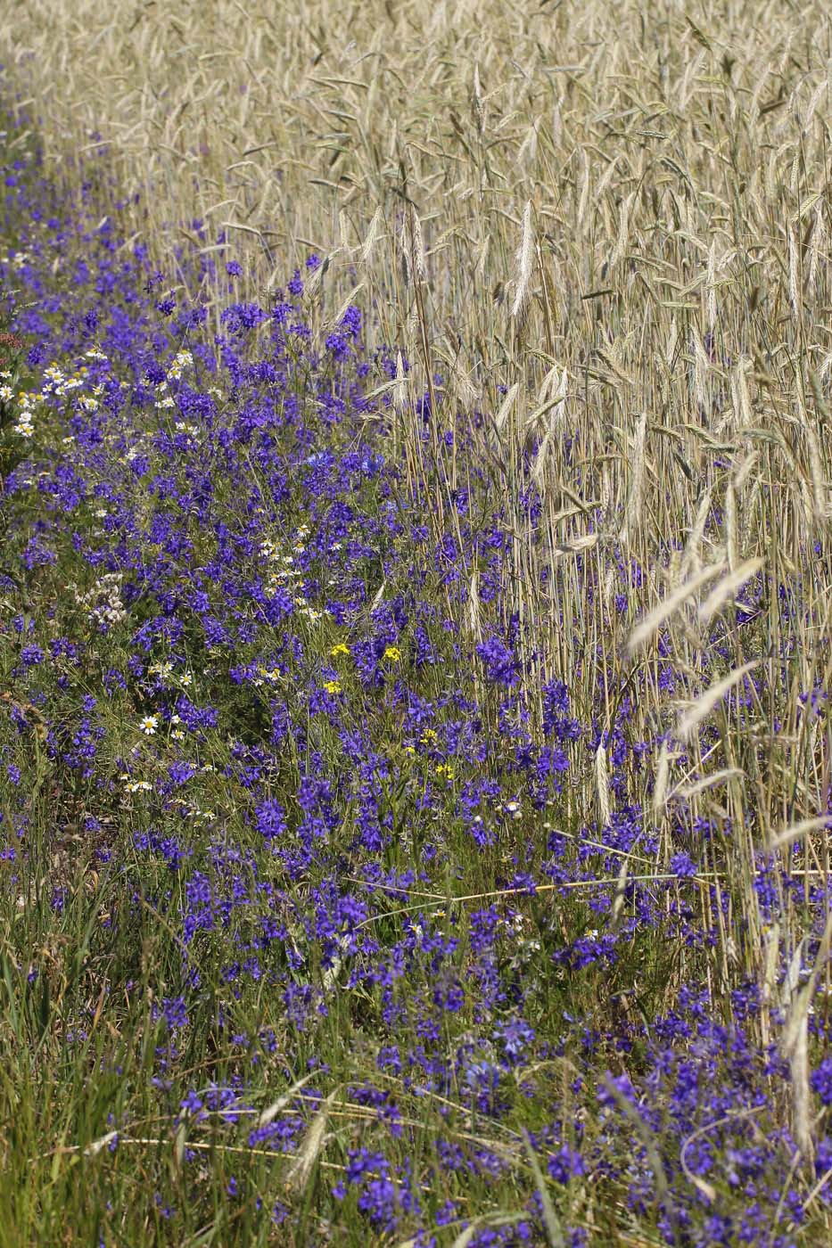 Image of Delphinium consolida specimen.