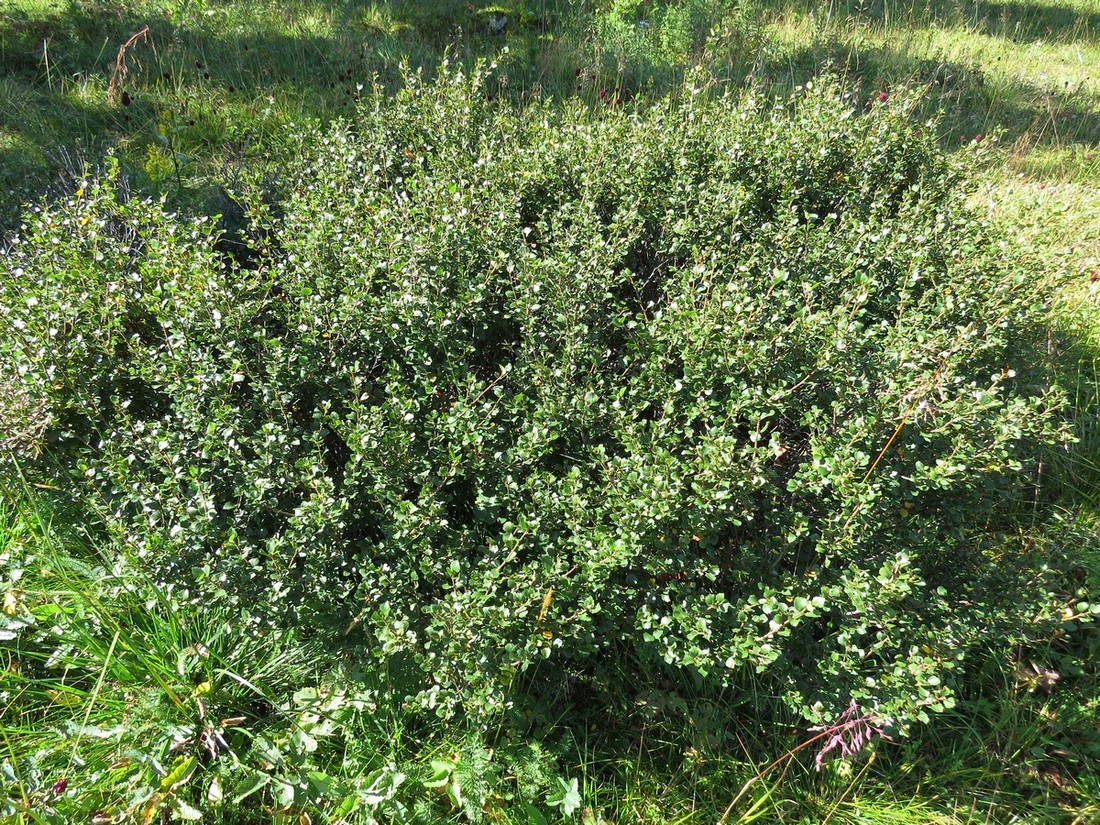 Изображение особи Betula rotundifolia.