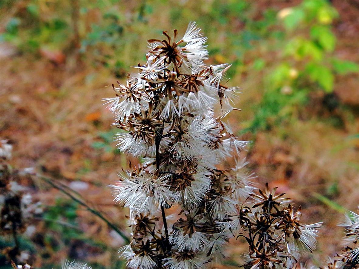 Image of Solidago virgaurea specimen.