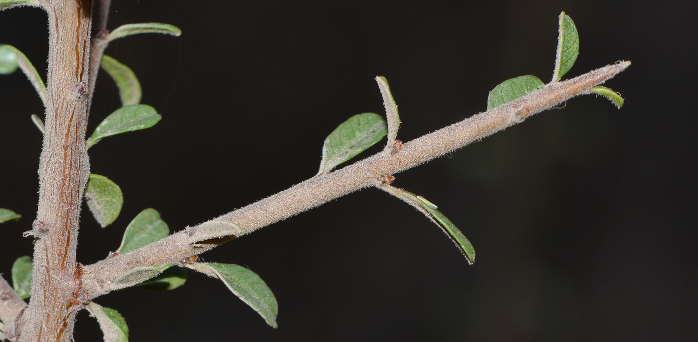 Изображение особи Rhamnus lycioides.