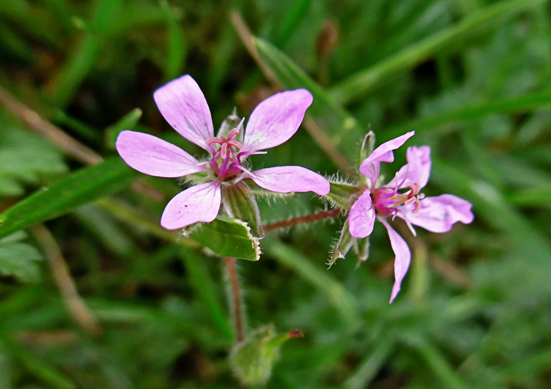 Изображение особи Erodium cicutarium.