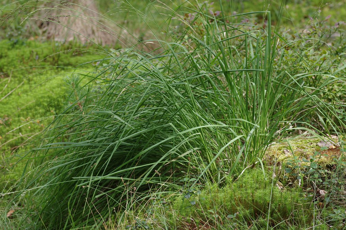 Image of Molinia caerulea specimen.