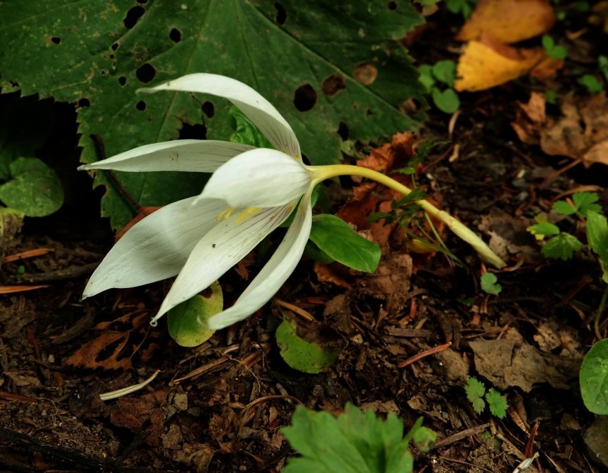 Изображение особи Crocus vallicola.