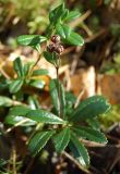 Chimaphila umbellata