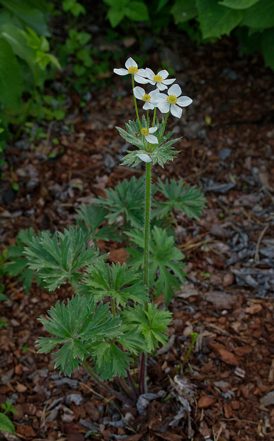 Изображение особи Anemonastrum crinitum.