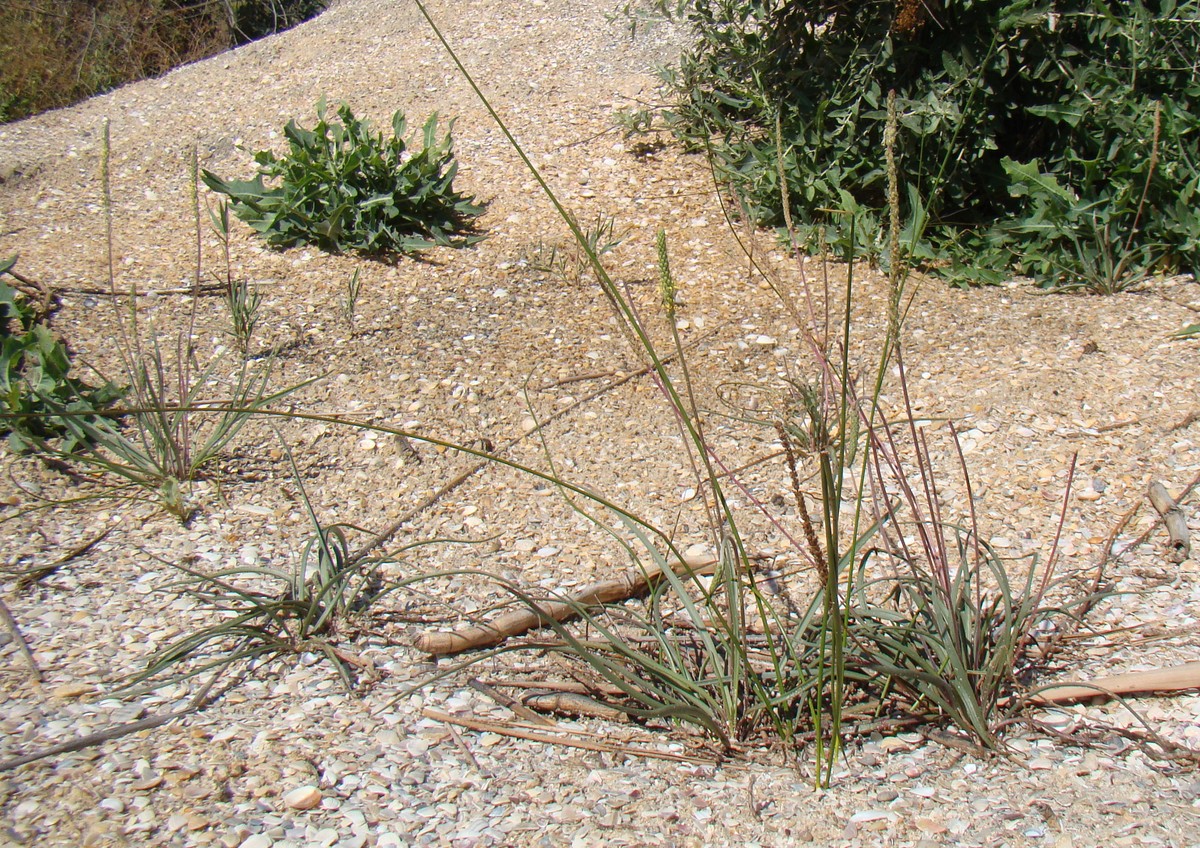 Image of Plantago salsa specimen.