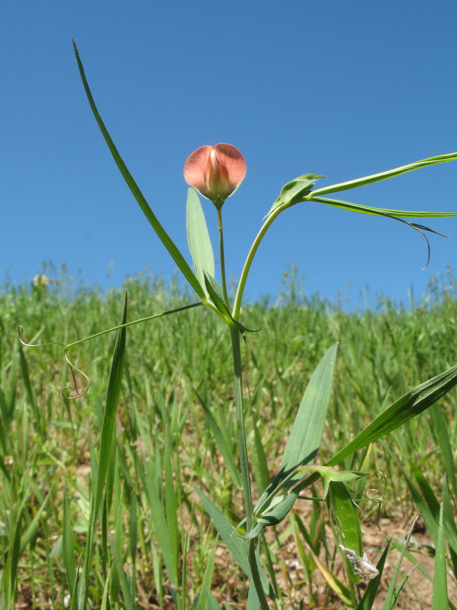 Изображение особи Lathyrus cicera.