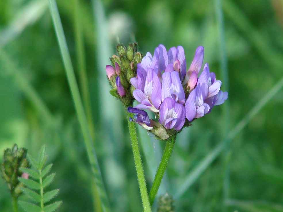 Изображение особи Astragalus danicus.