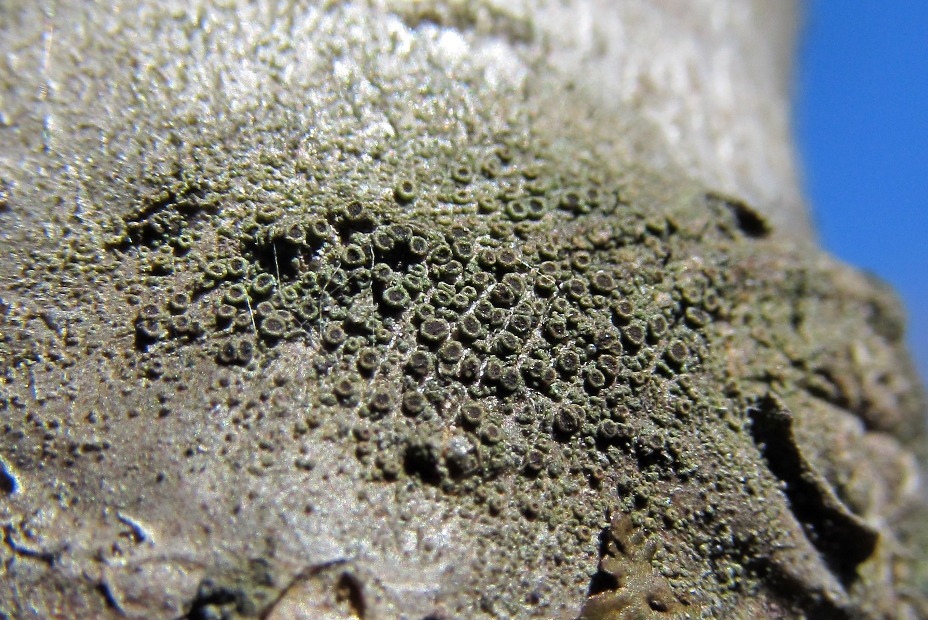 Image of ordo Lecanorales specimen.