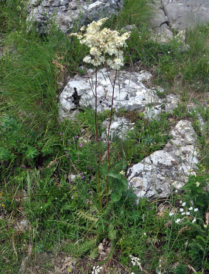 Image of Filipendula vulgaris specimen.