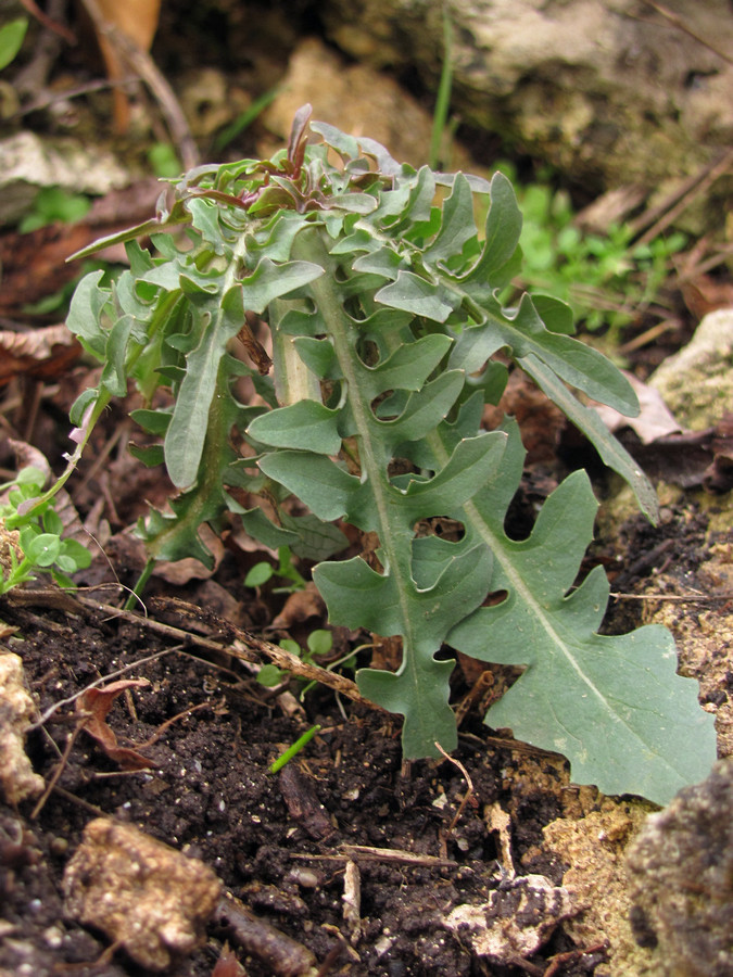 Image of Scariola viminea specimen.