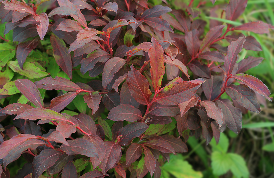 Image of Vaccinium smallii specimen.