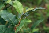 Elaeagnus multiflora