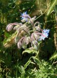 Borago officinalis. Соцветие. Украина, г. Запорожье, Прибрежная автомагистраль, заросшая клумба возле магазина Alfa Automotive Group. 26.06.2016.