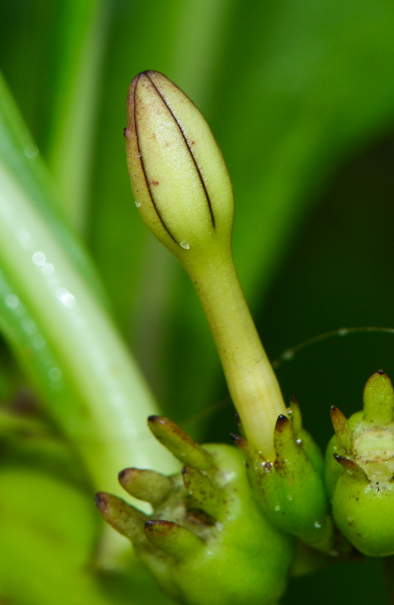 Image of Scaevola taccada specimen.