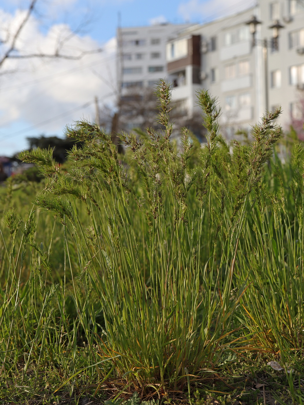 Изображение особи Poa bulbosa ssp. vivipara.