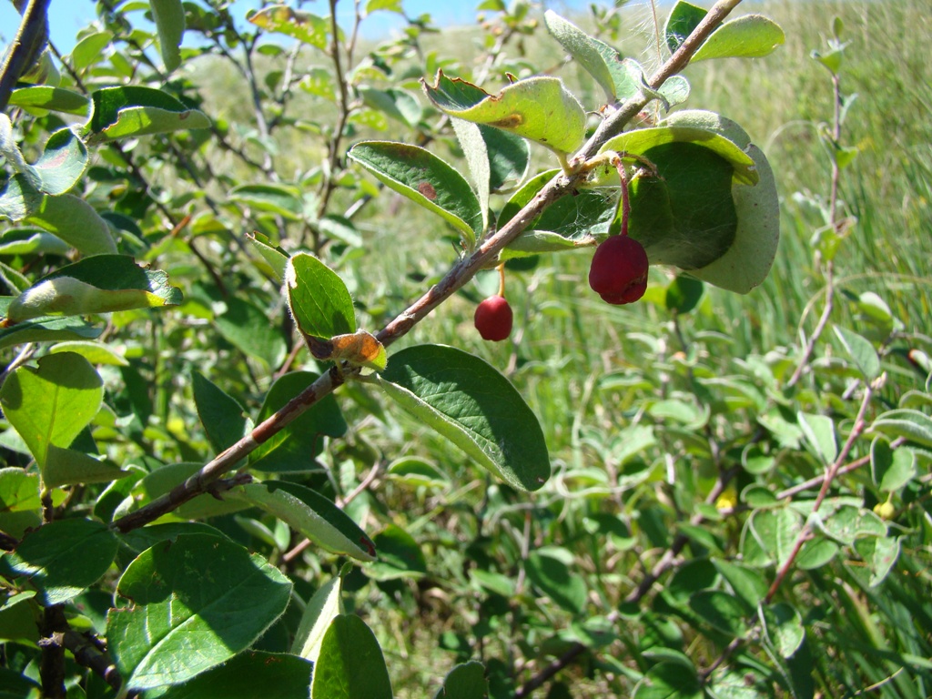 Image of Cotoneaster melanocarpus specimen.