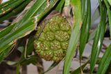 Pandanus tectorius