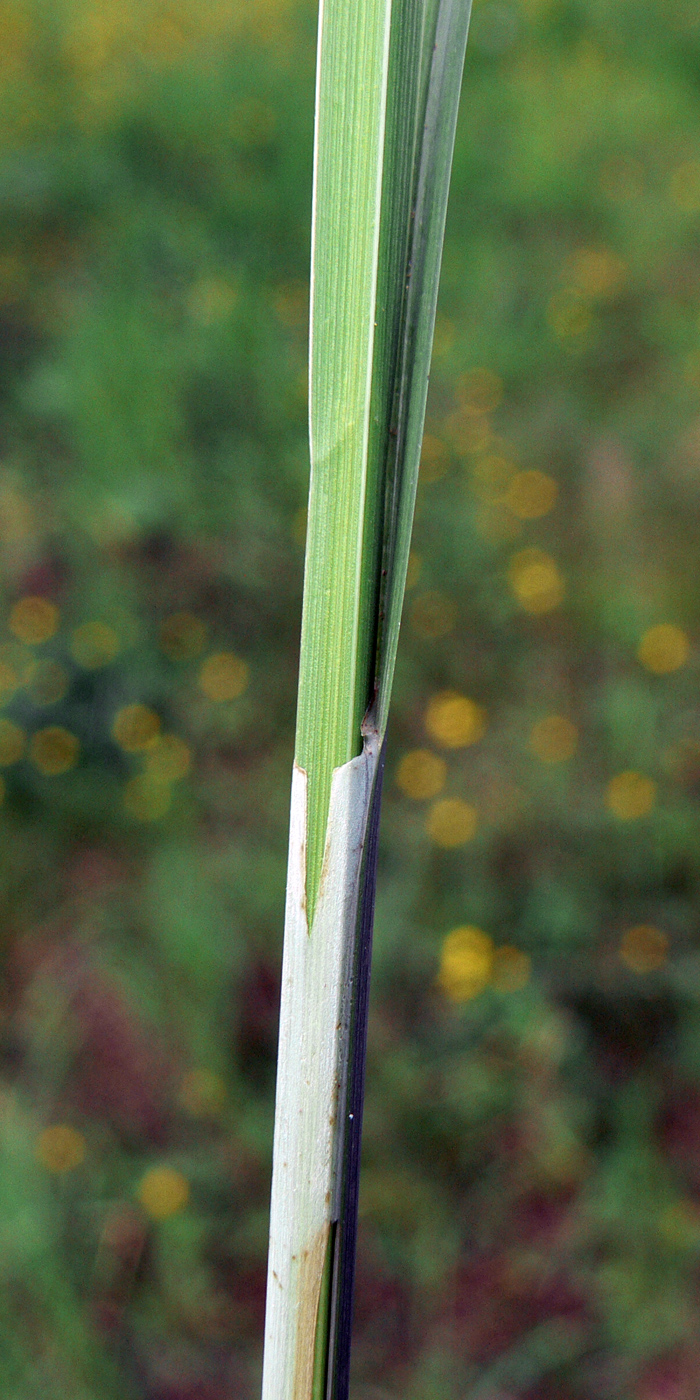 Image of Carex acuta specimen.