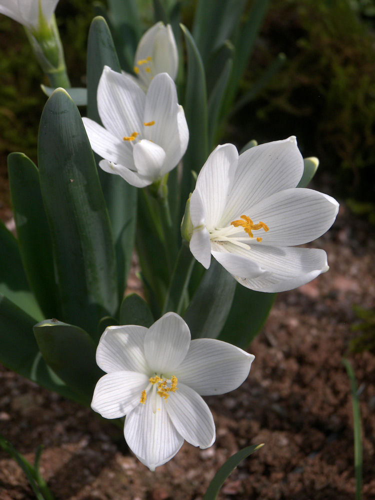 Изображение особи Sternbergia candida.