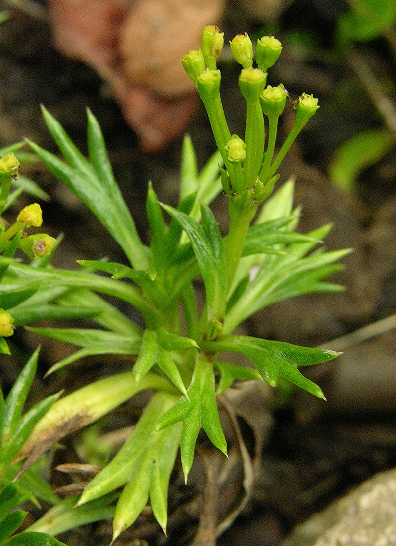 Image of Azorella trifurcata specimen.