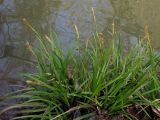 Carex sylvatica. Цветущие растения на берегу реки во время половодья. Горный Крым, Чернореченский каньон. 25.04.2017.