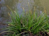 Carex sylvatica