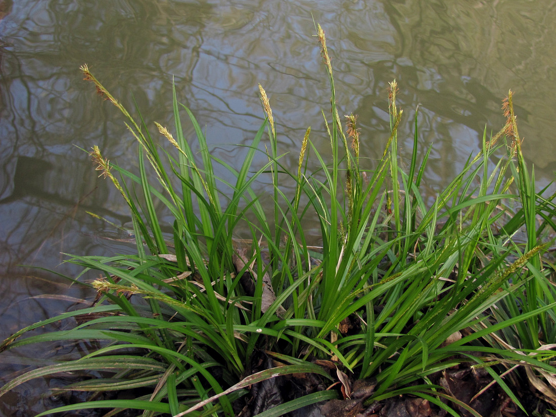 Image of Carex sylvatica specimen.