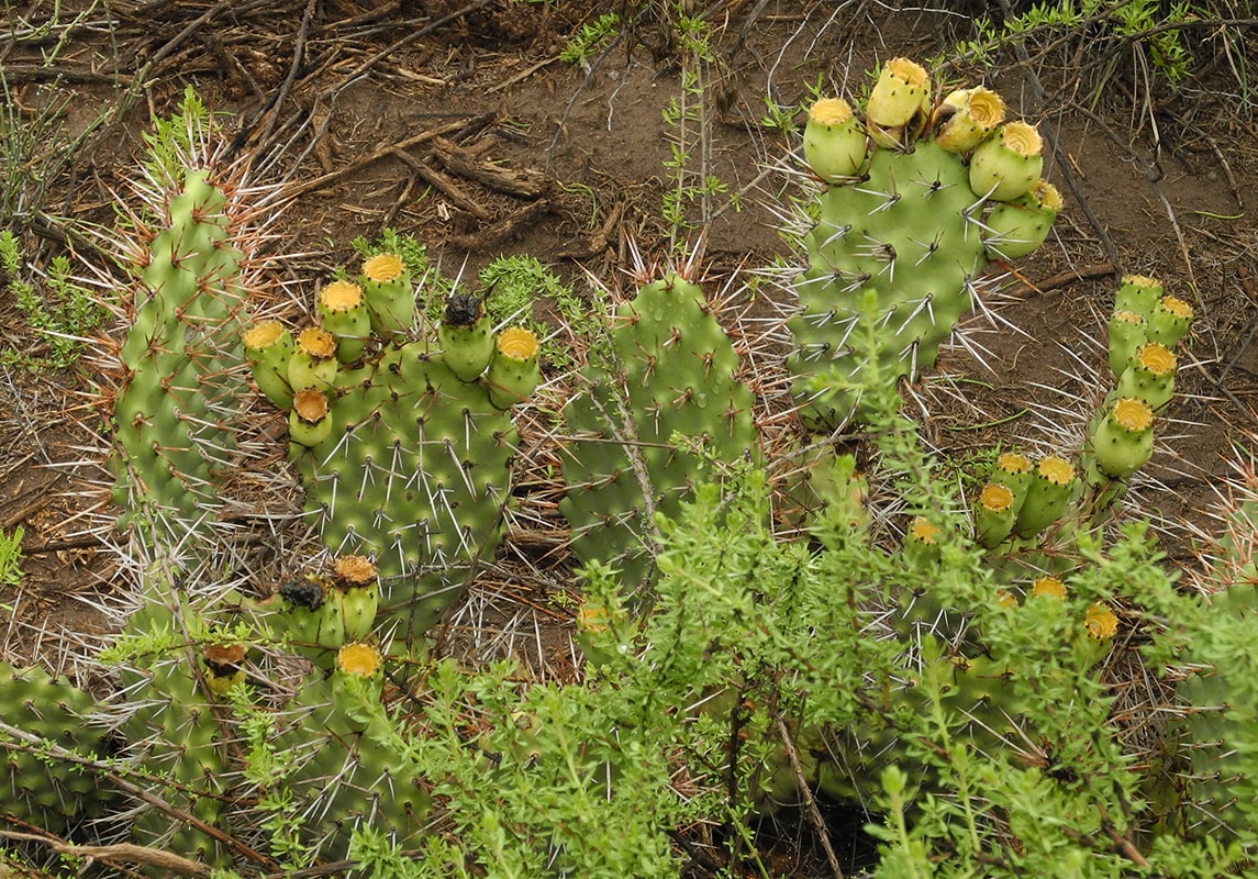 Image of Opuntia sulphurea specimen.