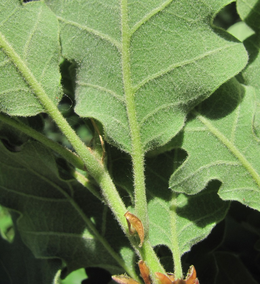 Image of Quercus pubescens specimen.