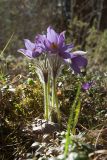 Pulsatilla patens. Цветущее растение. Псковская обл., Себежский р-н, окр. дер. Будкевщина (ок. 2 км к вост.), сосняк травяно-бруснично-зеленомошный. 06.05.2017.